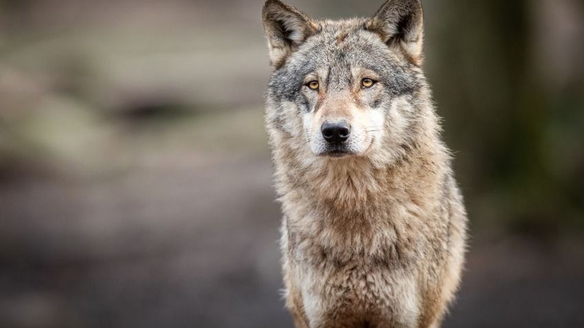 be61ed8b5e354ca6a27eb65392495077